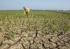 Terdampak El Nino, Ribuan Hektare Sawah di Batang Potensi Kekeringan